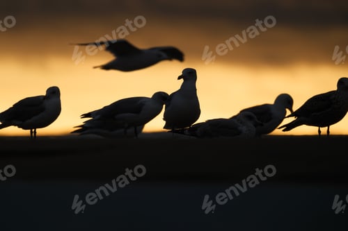 Preview: Seagull silhouettes on the seashore. Beach and sunset light. Birds in the wild.
