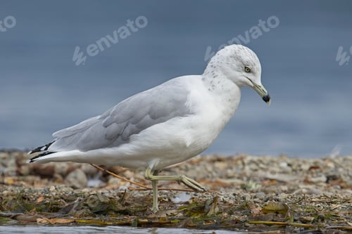 Preview: California gull walking on ground.