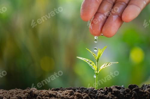 Preview: hand of farmer watering to small plant in garden with sunshine background