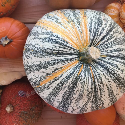 Preview: Pumpkins!!