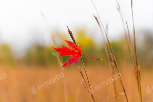 Preview: Red Leaf In The Park In November