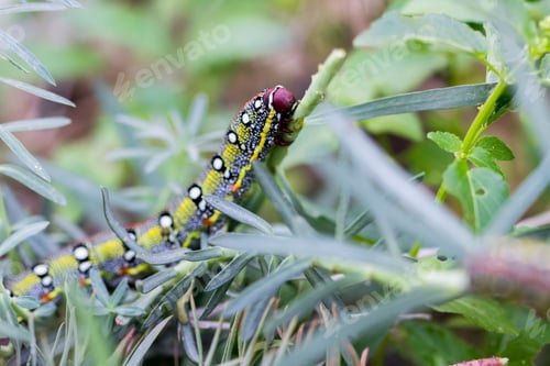 Preview: Maltese Spurge Hawkmoth Caterpillar (Hyles sammuti) in larva stage, eating spurge plant leaves.