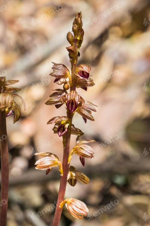 Preview: Hooded coralroot (Corallorhiza striata) blooming in the forests of San Francisco bay, California