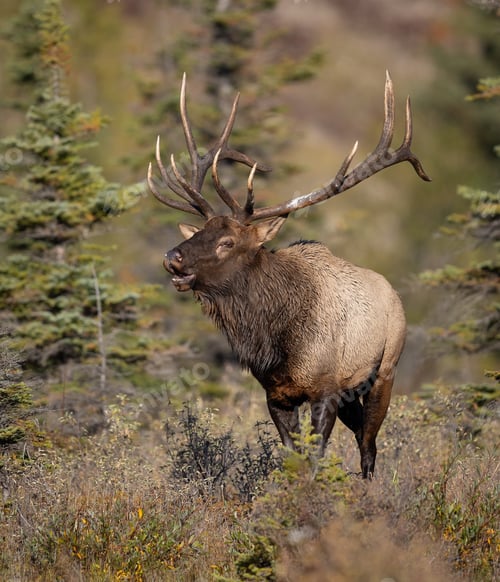 Preview: Bull Elk During the Rut