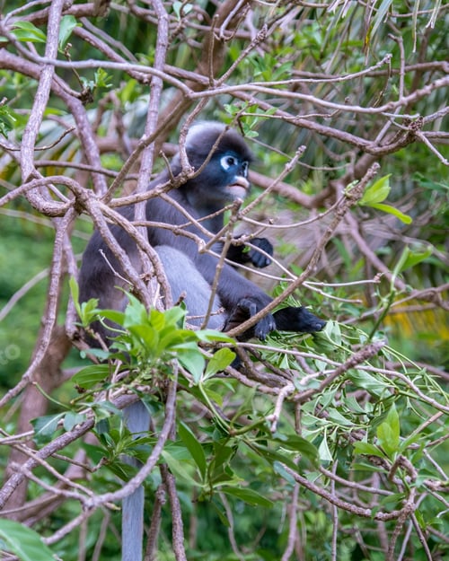 Preview: Railay beach Krabi Thailand, tropical beach of Railay with black monkey in the tree