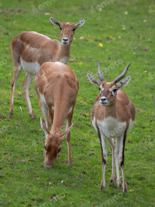 Preview: Antelopes at the Beauval Zoo in France