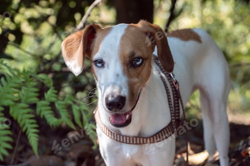 Preview: Portrait of a dog in nature