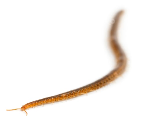 Preview: Centipede in front of white background