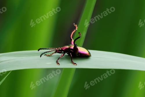 Preview: a beetles sit on the edge of a leaf looking at the camera