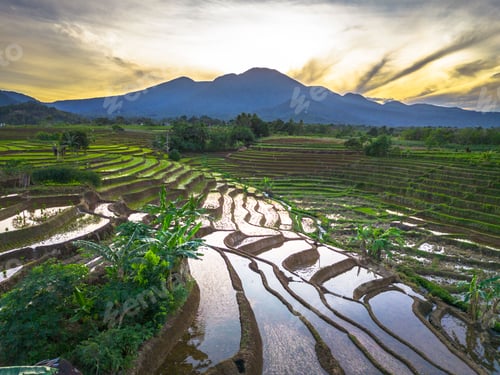 Preview: Beautiful morning view indonesia panorama landscape paddy fields