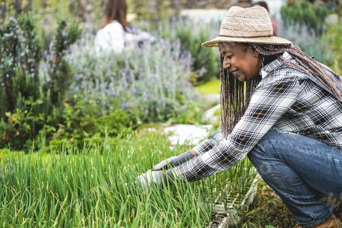 Preview: African senior woman preparing seedlings in a box with soil inside vegetables farm