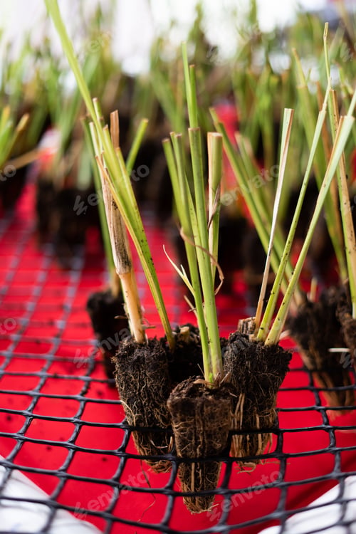 Preview: lemongrass baby plants for sale at the market for regrow