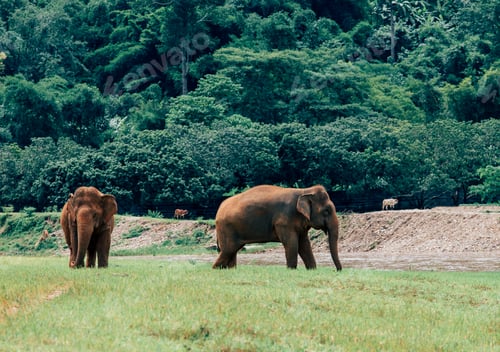 Preview: Asian Elephant in a nature at deep forest in Thailand