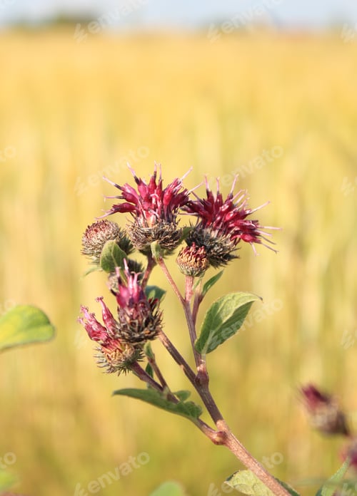 Preview: Blooming burdock on the background of a wheat field