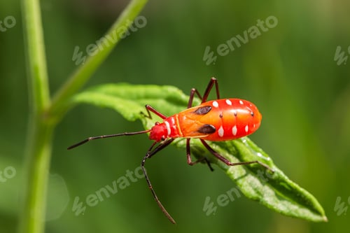 Preview: Red bug,insect on green leaf