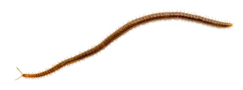 Preview: Centipede in front of white background