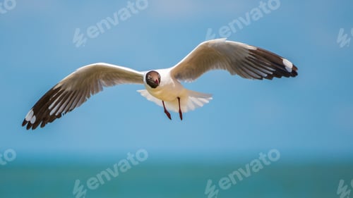 Preview: Brown-headed Gull flying with its wings extended against the skies of Talaimannar, Sri Lanka