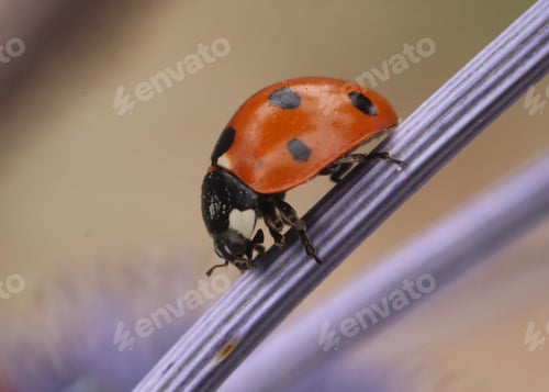 Preview: ladybug, insect, red, macro, spring, nature, summer, beetle, green, grass, beauty, garden, backgroun