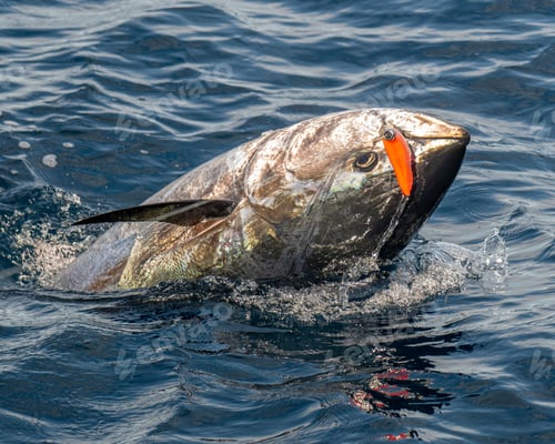 Preview: Close-up of a person catching a fish in the ocean