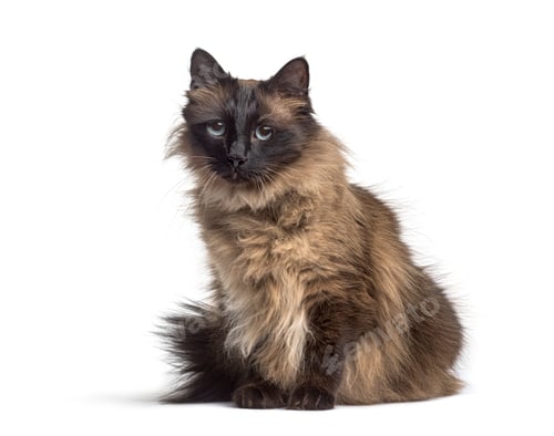 Preview: Sitting Crossbreed cat , isolated on white