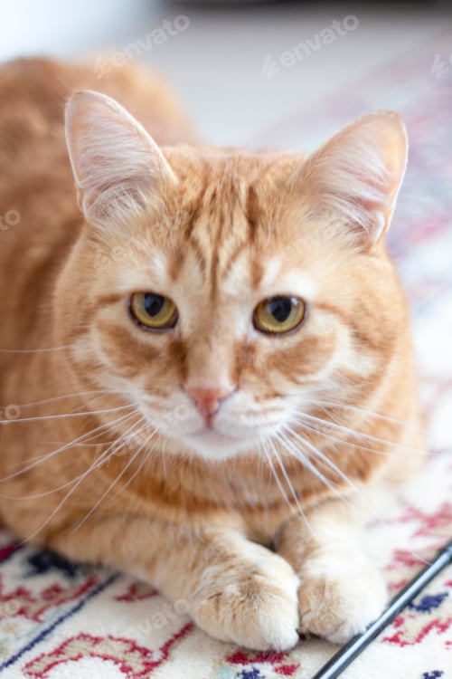 Preview: Adorable Ginger Cat Relaxing On The Carpet