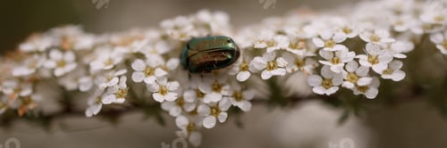 Preview: Banner green beetle on white spring flowers with blurred natural background