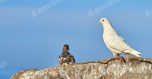 Preview: Lovely dove - elegant and beautiful