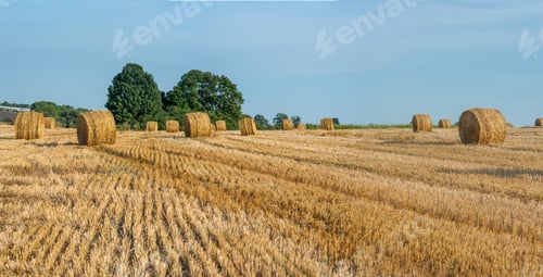 Preview: Yellow straw bales of hay in the stubble field