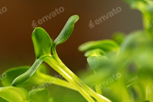 Preview: Salad micro greens growing bunch close up