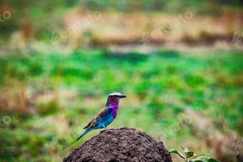 Preview: Lilac Breasted Roller Bird Maasai Mara National Game Reserve