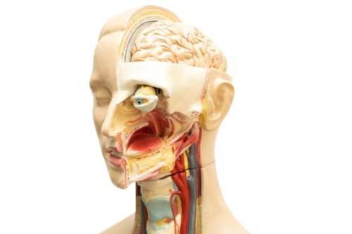Preview: Human brain model of head anatomy isolated on white background with clipping path.