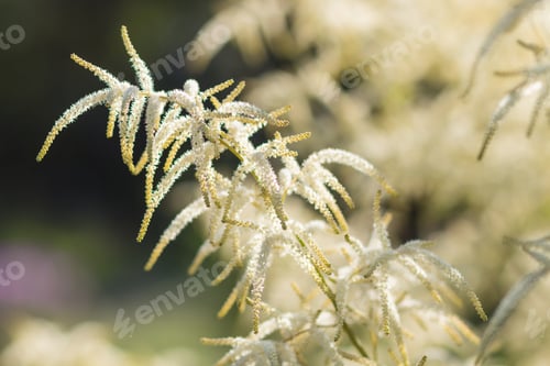 Preview: Astilbe blooming in the garden