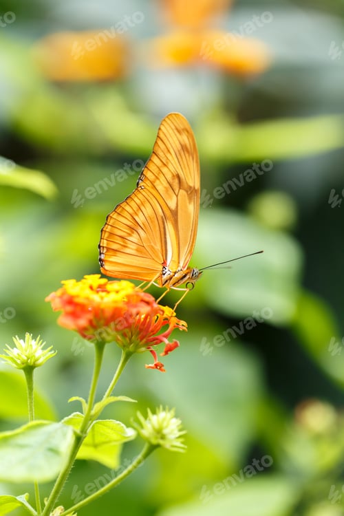 Preview: Yellow butterfly sitting on the flower in the garden