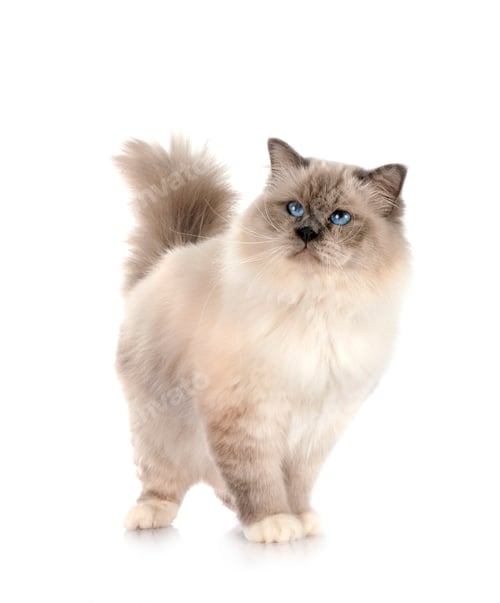 Preview: birman cat in studio