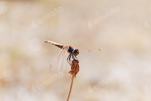 Preview: Macro shot of an orange dragonfly sitting on a flower