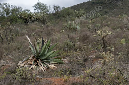 Preview: Mexican landscape with Agave salmiana, bushes and space for text on the right