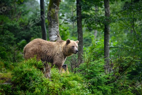 Preview: Wild adult Brown Bear (Ursus Arctos) in the summer forest