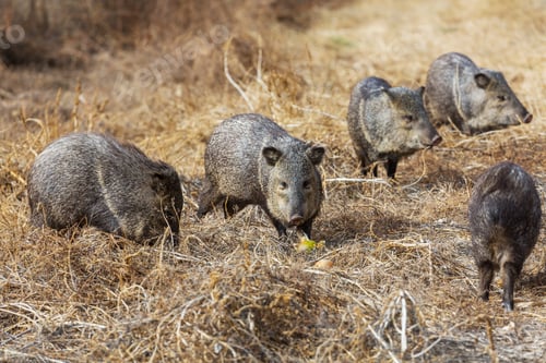 Preview: Wild boar