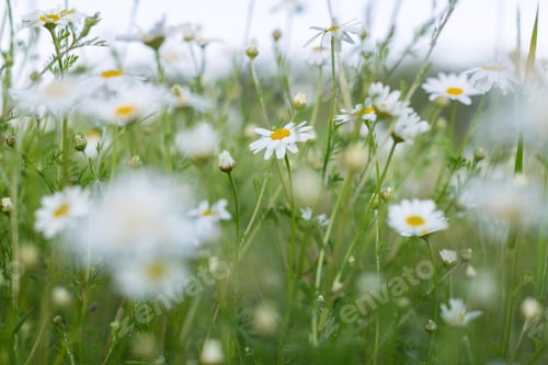 Preview: Camomile flowers growing on the meadow