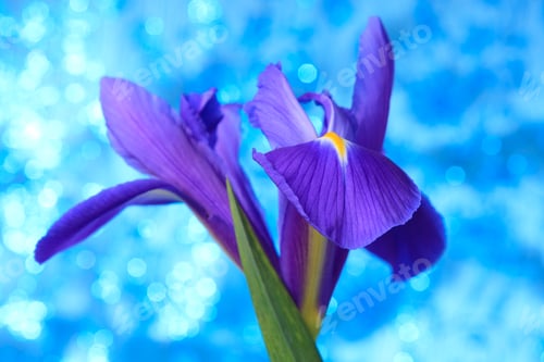 Preview: Beautiful blue iris flowers background