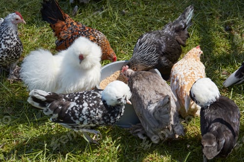 Preview: Ornamental chickens eating seeds in the meadow, sunlight