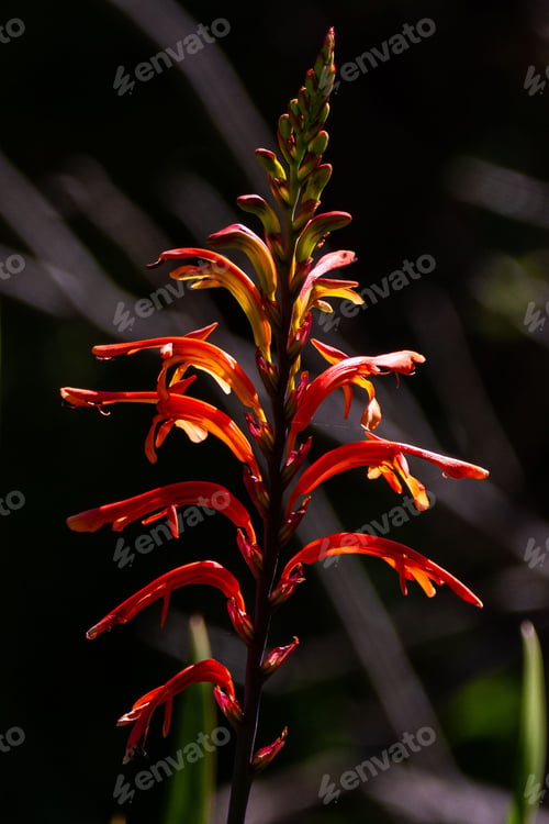 Preview: an orange flower that is blooming by itself in the woods