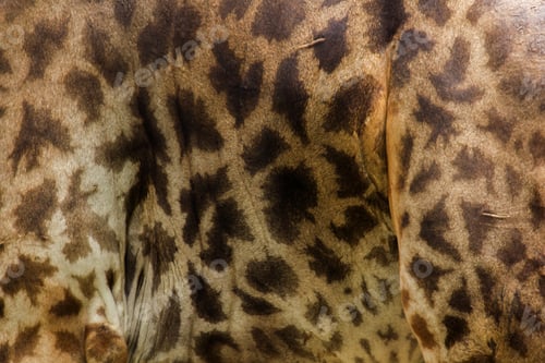 Vista previa: wallpaper Giraffa's skin