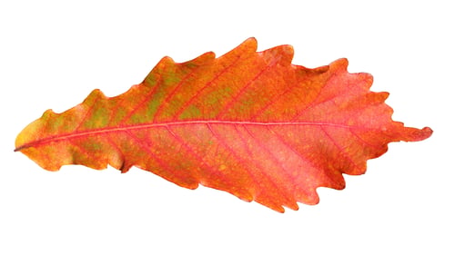 Preview: Close-up of autumn oak leaf on white