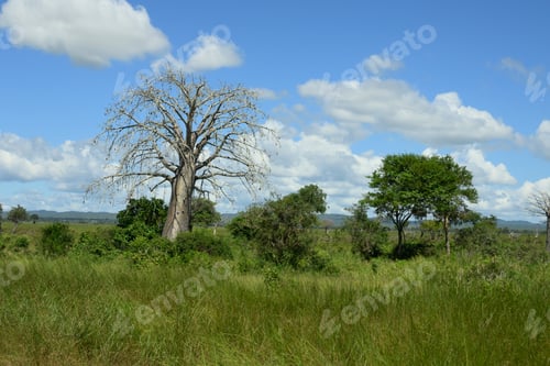 Preview: Majestic baobab trees known for its incredible longevity and ability to store water.