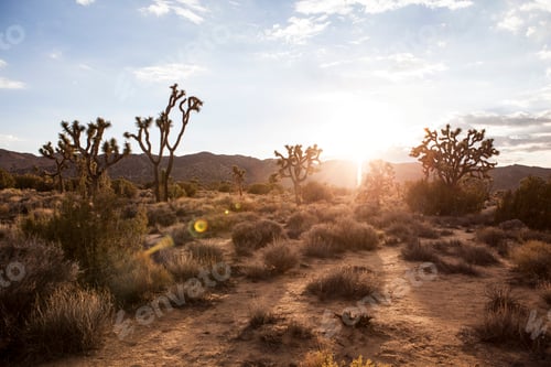 Preview: Landscape view of Joshua Tree national park at dawn, California, USA