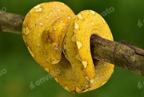 Preview: The green tree python, Morelia viridis