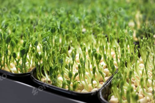 Preview: A lot of pea sprouts of micro greens in containers in homemade greenhouse.