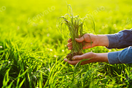 Preview: Young Green wheat seedlings in the hands of a farmer. Checking wheat field progress.