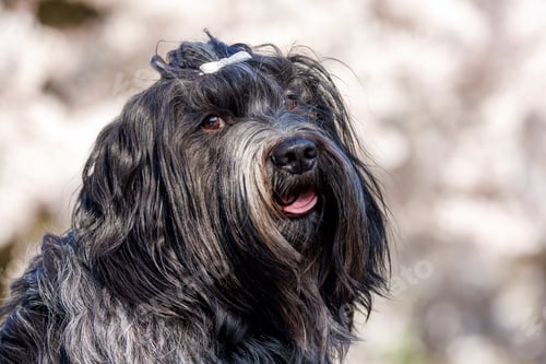 Visualização: Portrait of a Schapendoes (Dutch Sheepdog) outdoors